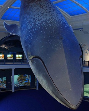 Blue Whale - Museum of America exhibition